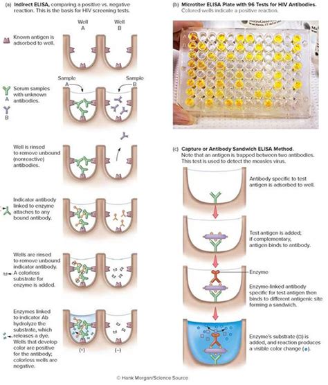 reasons for positive elisa tests